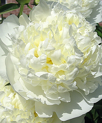 Дюшес де Немур2