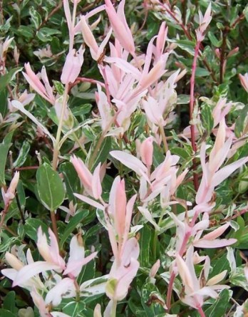 Ива Хакуро-Хишики