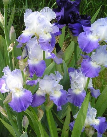 Ирис  Германский Кларенс