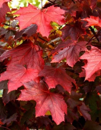 Клен Фассен Блэк