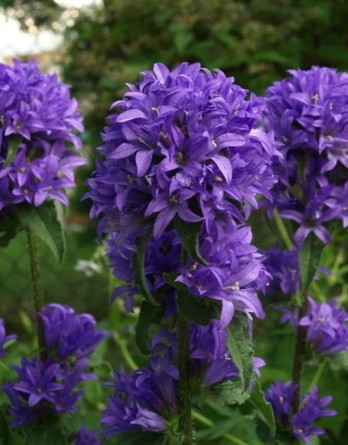 Колокольчик Скученый Суперба