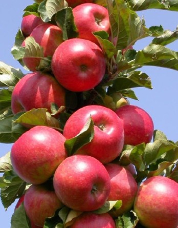 Московское Ожерелье