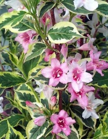 Нана Вариегата.