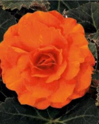 Нон Стоп Оранж