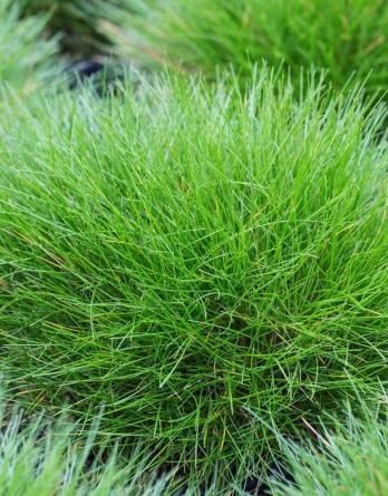 Овсяница Гаутера