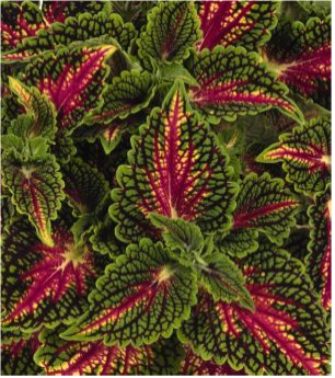 Сейнид Глассворкс Спайскайк