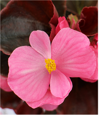 сенатор Роуз