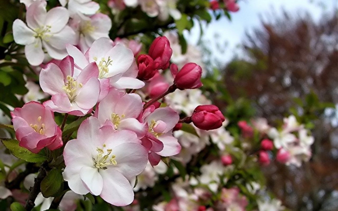 Яблоня декоративная «Ред Обелиск» Malus hybridus «Red Obelisk ...