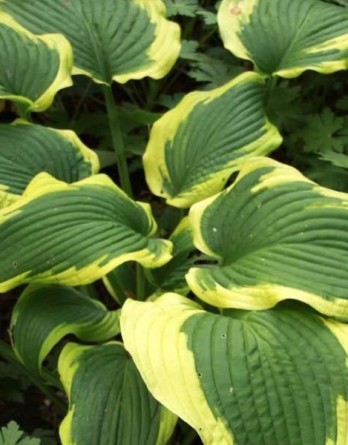 Еллоу Ривер