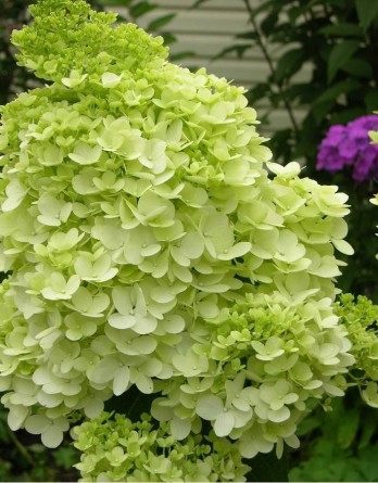 Мэджикал Мунлайт