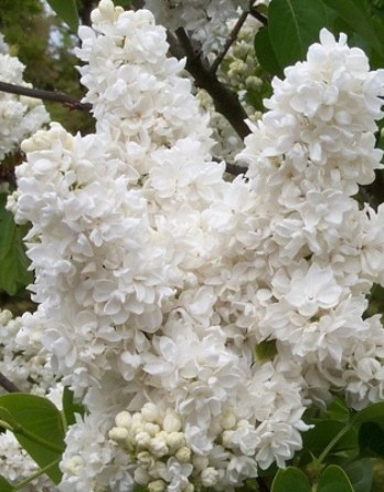 Память о Колесникове