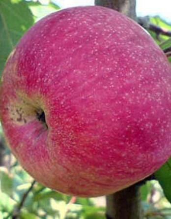 Слава Победителям