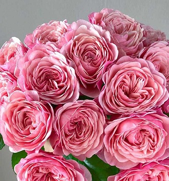 Викториан Пинк