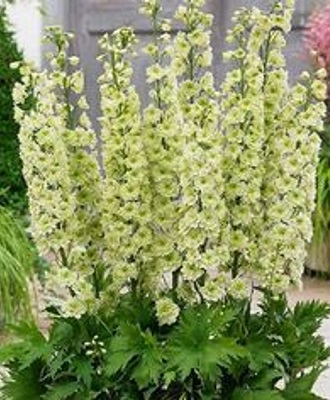 Дельфиниум Еллоу Перл