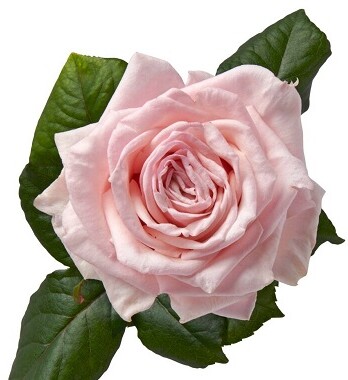 Парфюм де Гранде