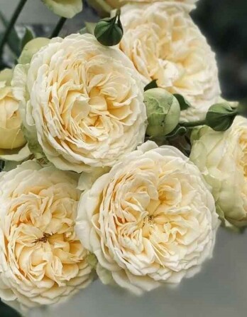 ванила каталина