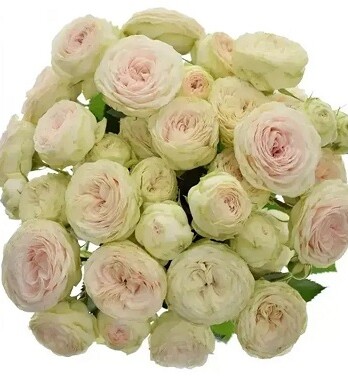 мисти трендсеттер