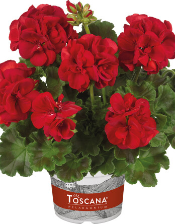 01_10114 Pelargonium zonale Toscana Trend Sophie Dark Red TC0600