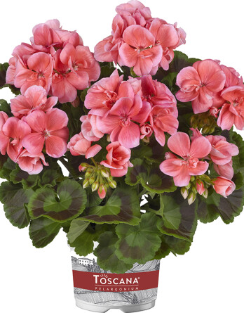 04_10144 Pelargonium zonale Toscana Trend Nora Salmon (1)