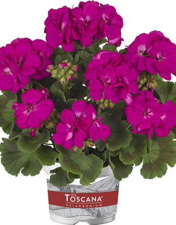 10146 Pelargonium zonale Toscana Smart Marianne Lilac