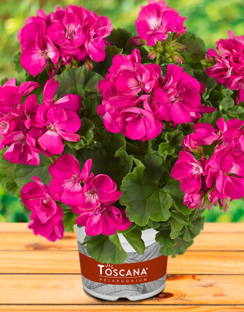 Pelargoniya-zonalnaya-Geran-Trend-Ivonne-Impr