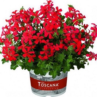 Toscana Minibalkon Red-600x600