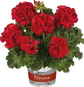 01_10114 Pelargonium zonale Toscana Trend Sophie Dark Red TC0600