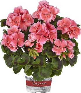 04_10144 Pelargonium zonale Toscana Trend Nora Salmon (1)