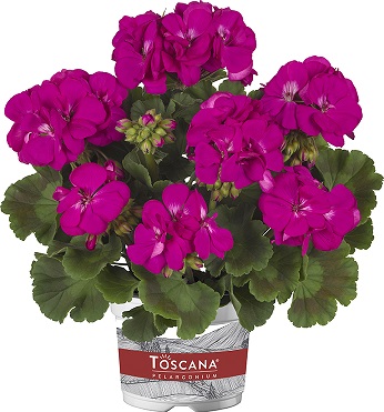 10146 Pelargonium zonale Toscana Smart Marianne Lilac