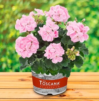 Pelargoniya-zonalnaya-Geran-Dolche-Vita-Karen