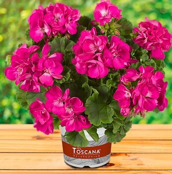 Pelargoniya-zonalnaya-Geran-Trend-Ivonne-Impr