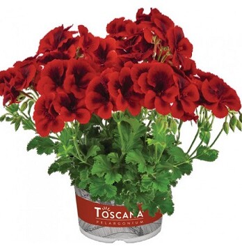 Toscana Florella Velvet-600x600