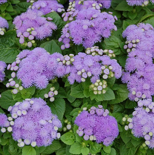 ageratum_alokha_blyu_100sht_professionalnaya_upakovka_v_sortovye_semena