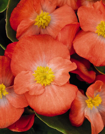 Бегония Хайлайт Оранж