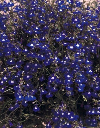 Лобелия Регата сапфир