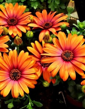 Остеоспермум Лючия Оранж