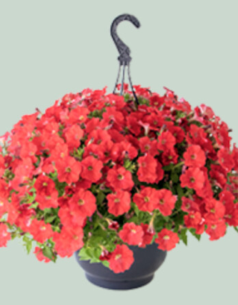 Петуния Трейлинг Корал