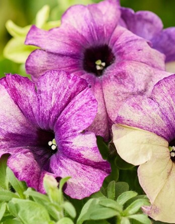 Петуния шейк блюберри