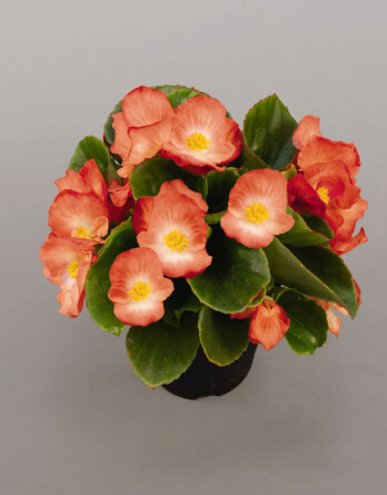 бегония премиум