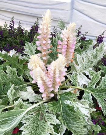 Акант Тасманиан Ангел