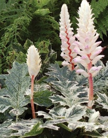 Акант Тасманиан Ангел