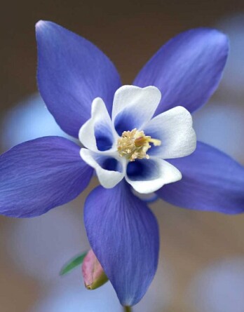 Аквилегия Блю Стар