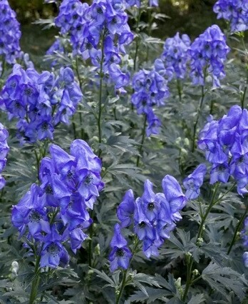 Аконит Роял Флеш