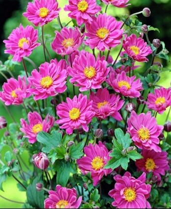 Анемона Маргарет