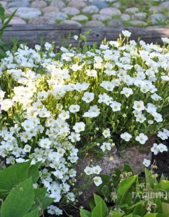 Аренария Близард