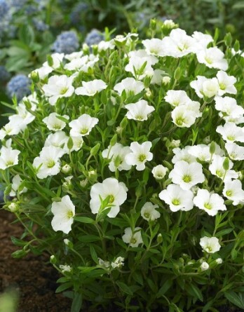 Аренария (песчанка) Монт Бланк