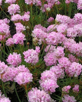 Армерия Армада Пинк