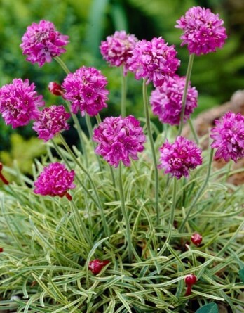 Армерия нифти трифти