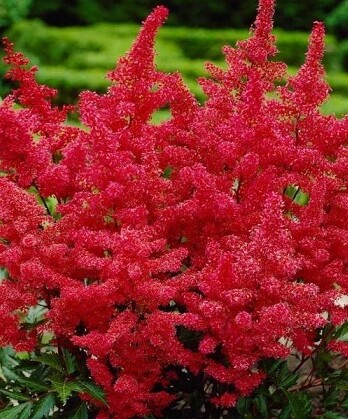 Астильба Кардинал