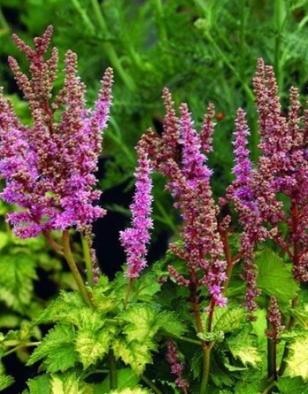 Астильба Колор Флеш Лайм